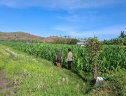 DUKUNG KETAHANAN PANGAN, BHABINKAMTIBMAS POLSEK KEMPO PANTAU LAHAN JAGUNG DAN AJAK WARGA MANFAATKAN PEKARANGAN