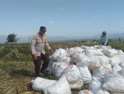 BHABINKAMTIBMAS POLSEK WOJA DAMPINGI PETANI SAAT PANEN JAGUNG, DORONG PENGELOLAAN HASIL PANEN DEMI KETAHANAN PANGAN