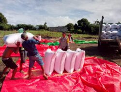 BHABINKAMTIBMAS POLSEK PEKAT KAWAL AKTIVITAS PANEN JAGUNG, DORONG PETANI KELOLA HASIL PANEN DAN MANFAATKAN PEKARANGAN