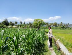 Dukung Ketahanan Pangan Nasional, Bhabinkamtibmas Desa Kalabeso Pantau Lahan Jagung Warga