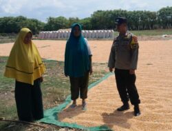 Bhabinkamtibmas Desa Mbuju Dampingi Petani Pascapanen Jagung, Dorong Ketahanan Pangan Keluarga