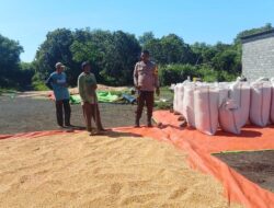 Bhabinkamtibmas Desa Soritatanga Pantau Pascapanen Jagung, Edukasi Petani Jaga Kualitas Hasil Panen