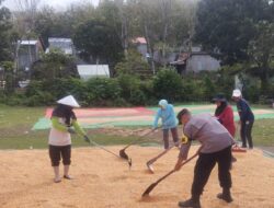Bhabinkamtibmas Polsek Kempo Bantu Warga Jemur Jagung, Dorong Penjualan Hasil Panen ke Bulog dan Pemanfaatan Pekarangan