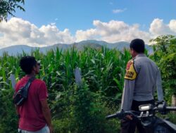Bhabinkamtibmas Desa Tanju Intensif Dampingi Petani Jagung, Perkuat Ketahanan Pangan di Kecamatan Manggelewa