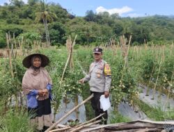 Perkuat Ketahanan Pangan, Bhabinkamtibmas Desa Rhee Pantau Budidaya Tanaman Hortikultura Warga