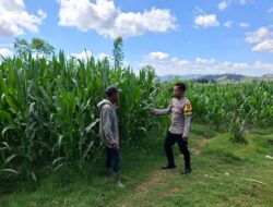 BKTM Desa Dorokobo Pantau Lahan Jagung Warga, Dorong Produktivitas Pertanian Menuju Indonesia Emas