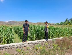 Dukung Ketahanan Pangan Nasional, Bhabinkamtibmas Desa Dorokobo Pantau Lahan Jagung dan Berikan Motivasi kepada Petani