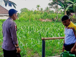 Bhabinkamtibmas Desa Masbagik Timur Monitoring Lahan Jagung, Perkuat Ketahanan Pangan dan Ajak Warga Jaga Kamtibmas