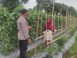 Bhabinkamtibmas Polsek Labuapi Edukasi Petani Hortikultura Lombok Barat