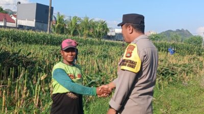 Kunci Sukses Panen Jagung Melimpah: Simak Dialog Edukatif Bhabinkamtibmas dan Petani untuk Ketahanan Pangan Nasional