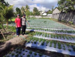 Bhabinkamtibmas Desa Paokmotong Monitoring Program Ketahanan Pangan, Dorong Pemanfaatan Pekarangan Bergizi untuk Swasembada Pangan