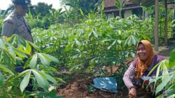 Kunci Sukses Polsek Labuapi Dorong Ketahanan Pangan Lewat Pekarangan Produktif