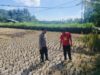Strategi Ketahanan Pangan di Musim Kemarau: Langkah Nyata Polsek Kuripan Kawal Petani Jagung