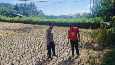 Menjaga Ketahanan Pangan Nasional dari Desa, Polri Dampingi Petani Kuripan Hadapi Tantangan MT3