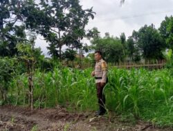 Polisi Dampingi Petani Jagung di Lombok Barat Guna Jaga Ketahanan Pangan