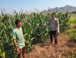 Bhabinkamtibmas Polsek Kempo Pantau Lahan Jagung Warga, Dukung Ketahanan Pangan Menuju Indonesia Emas