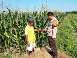 DUKUNG KETAHANAN PANGAN, BHABINKAMTIBMAS POLSEK HU’U PANTAU LAHAN JAGUNG WARGA DI DESA CEMPI JAYA