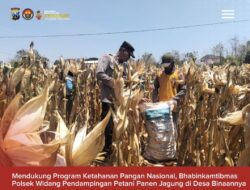 Mendukung Program Ketahanan Pangan, Bhabinkamtibmas Pendampingan Petani Panen Jagung