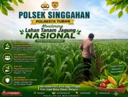 Polsek Singgahan Polresta Tuban Turun Cek Tanaman jagung Warga di Desa Lajo Lor
