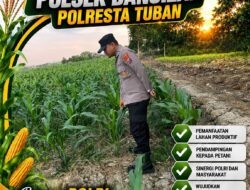 Polsek Bangilan Perkuat Ketahanan Pangan melalui Monitoring Tanaman Jagung