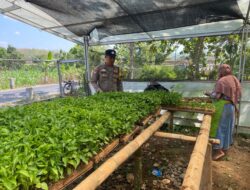 Bhabinkamtibmas Polsek Kenduruan Polresta Tuban Cek Pembibitan Cabai, Dukung Ketahanan Pangan Nasional