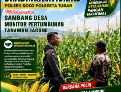Polsek Soko Polresta Tuban Turun Langsung Cek Tanaman Jagung Warga