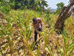 ANGGOTA POLSEK GRABAGAN SAMBANG DESA BINAAN, PANTAU LAHAN JAGUNG DAN MEMASTIKAN SISTEM IRIGASI MASIH LANCAR