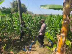 DALAM RANGKA MENDUKUNG PROGRAM KETAHANAN PANGAN, ANGGOTA POLSEK PARENGAN POLRESTA TUBAN SAMBANGI PETANI JAGUNG DI DESA SUKOREJO KEC. PARENGAN.