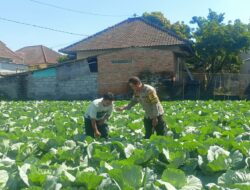Bhabinkamtibmas Masbagik Utara Sambangi Petani, Dukung Ketahanan Pangan dan Kamtibmas