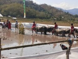 Polres Sumbawa Barat Pastikan Festival Barapan Kerbau Jereweh Berlangsung Aman dan Kondusif.