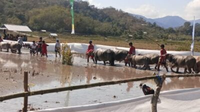 Polres Sumbawa Barat Pastikan Festival Barapan Kerbau Jereweh Berlangsung Aman dan Kondusif.
