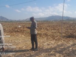 CEK KESIAPAN PANEN RAYA JAGUNG, KAPOLSEK HU’U TINJAU LAHAN DI DESA SAWE