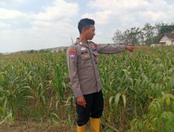 Dukung Ketahanan Pangan Nasional, Polisi Polsek Kenduruan Polresta Tuban Cek Perkembangan Tanaman Jagung Milik Petani