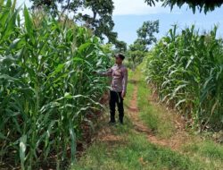 Dukung Ketahanan Pangan, Bhabinkamtibmas Polsek Tambakboyo Tinjau Lahan Jagung Milik Warga