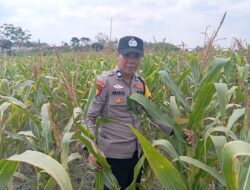 Dukung Asta Cita Presiden, Polsek Kenduruan Polresta Tuban Cek Perkembangan Tanaman Jagung Warga