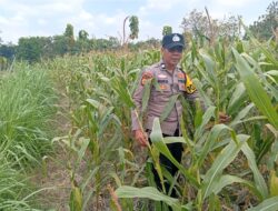 Dukung Astacita Presiden RI, Polisi Polsek Kenduruan Pantau Perkembangan Tanaman Jagung Warga