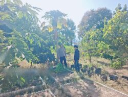 Dukung Ketahanan Pangan Nasional, Bhabinkamtibmas Desa Dalam Pantau Pertumbuhan Kebun Sayur Warga di Alas