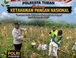 Polsek Bangilan Monitoring Panen Jagung, Dukung Ketahanan Pangan Nasional
