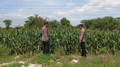 Mendukung Program Ketahanan Pangan, Bhabinkamtibmas Monitoring Pertumbuhan Jagung