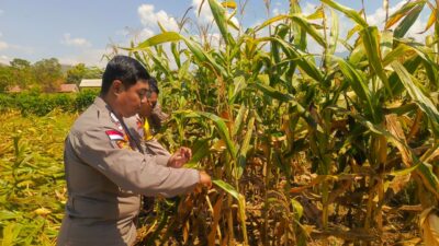 Dukung Ketahanan Pangan, Bhabinkamtibmas Polres Bima Kota Bantu Warga Panen Jagung
