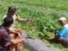 Dukung Ketahanan Pangan, Bhabinkamtibmas Mapin Sambangi Petani Semangka dan Beri Motivasi Perawatan Lahan