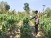 DUKUNG PROGRAM ASTACITA, BHABINKAMTIBMAS DESA PACING POLSEK PARENGAN POLRESTA TUBAN LAKSANAKAN SAMBANG TANAMAN JAGUNG MILIK PETANI DI DESA PACING KEC. PARENGAN.