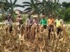 Polri Dukung Astacita, Polsek jenu Polres Tuban Turun Cek Tanaman Jagung Warga di Desa Beji