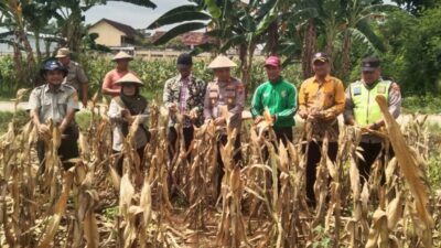 Polri Dukung Astacita, Polsek jenu Polres Tuban Turun Cek Tanaman Jagung Warga di Desa Beji