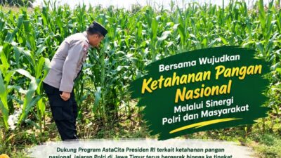 Polsek Soko Polresta Tuban Turun Langsung Cek Tanaman Jagung Warga