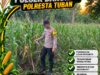 Bhabinkamtibmas Polsek Bangilan Pantau Tanaman Jagung, Dukung Ketahanan Pangan