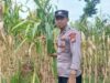 Dukung Swasembada Pangan, Polsek Tambakboyo Monitoring Panen Jagung Warga