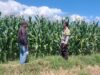 Dukung Ketahanan Pangan, Bhabinkamtibmas Jurumapin Sambangi Petani Jagung dan Pantau Perkembangan Lahan