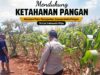 *Polsek Tuban Pantau Lahan Jagung Warga, Dukung Ketahanan Pangan Nasional*