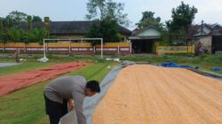 Dukung Ketahanan Pangan Nasional, Bripda Dodi Monitoring Hasil Panen Jagung di Desa Tergambang